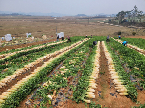 한국농수산식품유통공사, 배추·무 수급안정 위해 정부수매비축 박차
