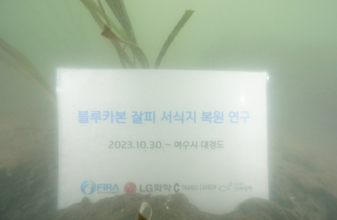 LG화학, 1년만에 잘피 서식지 6000평 늘렸다&hellip;해양 생태계 복원 현황 발표